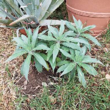 Echium candicans syn. Echium fastuosum