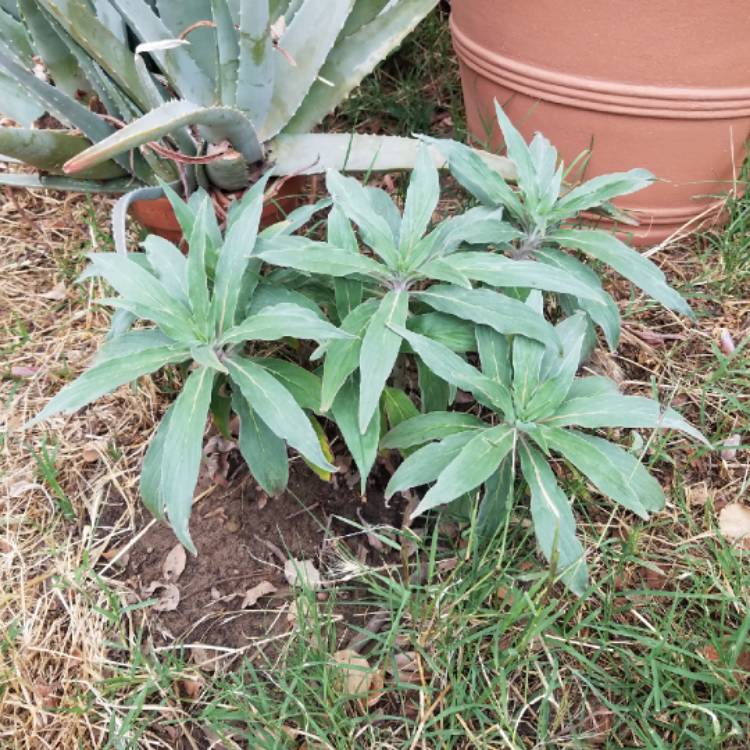 Plant image Echium candicans syn. Echium fastuosum