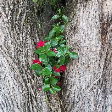 Mandevilla syn. Dipladenia