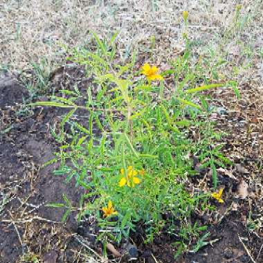 Tagetes lemmonii