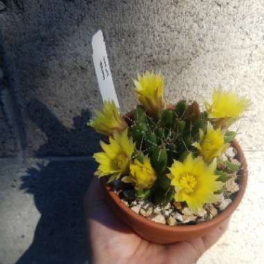 Mammillaria longimamma