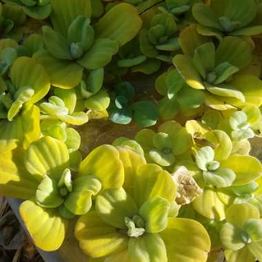 Pistia Stratiotes