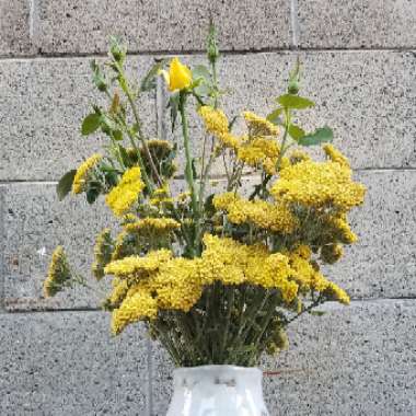 Achillea filipendulina