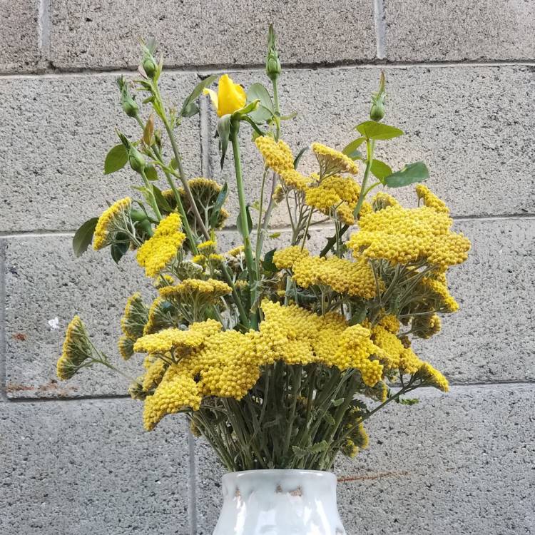 Plant image Achillea filipendulina