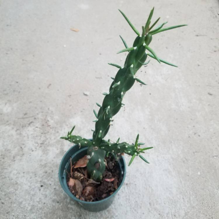 Plant image Cylindropuntia imbricata