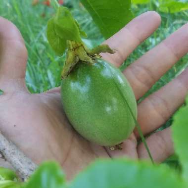 Passiflora edulis