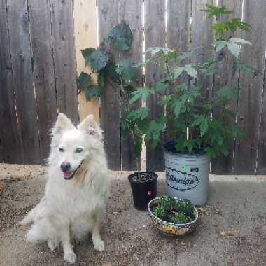 Clerodendrum bungei