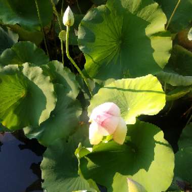 Nelumbo nucifera