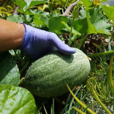 Cucumis melo var. cantalupensis