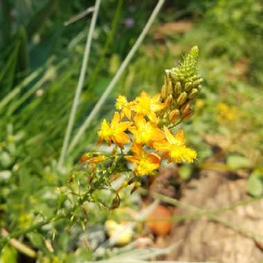 Bulbine frutescens