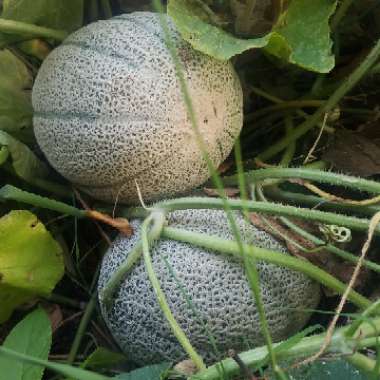 Cucumis melo var. cantalupensis