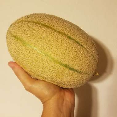 Cucumis melo var. cantalupensis