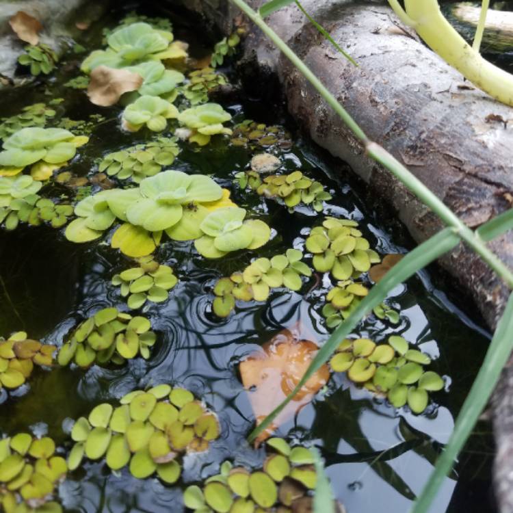 Plant image Salvinia Minima