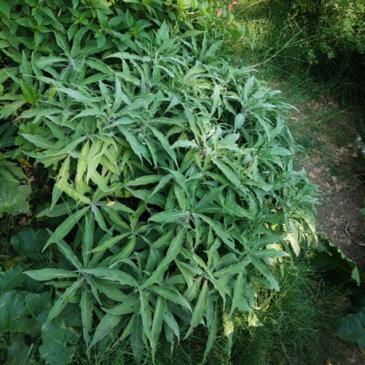 Plant image Echium candicans syn. Echium fastuosum