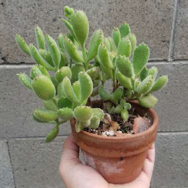 Cotyledon tomentosa