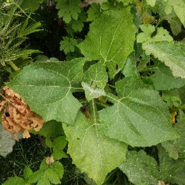 Smallanthus sonchifolius