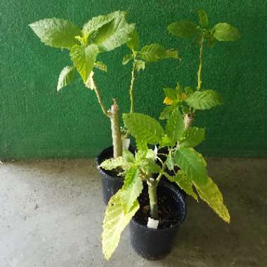 Brugmansia