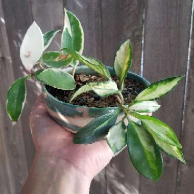 Hoya Carnosa Variegata