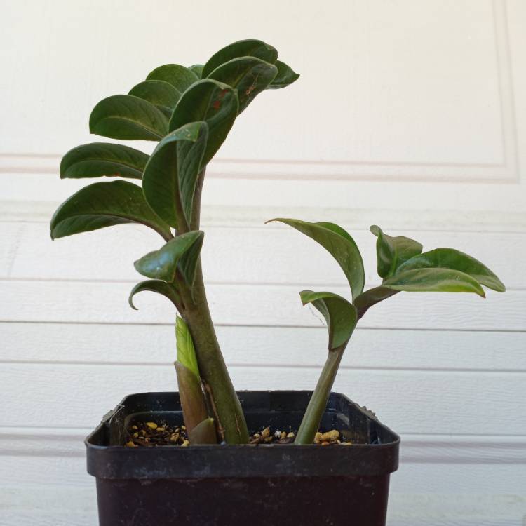 Plant image Zamioculcas zamiifolia 'Zenzi'