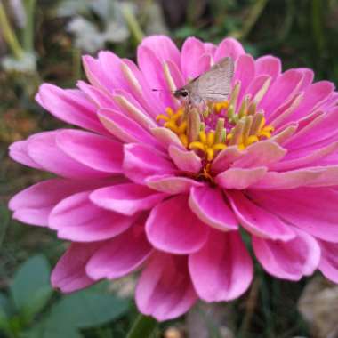 Zinnia elegans