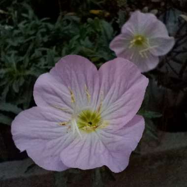 Oenothera speciosa