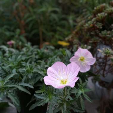 Oenothera speciosa