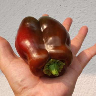 Capsicum annuum