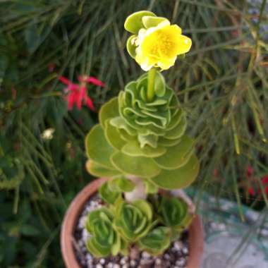 Portulaca Molokiniensis 