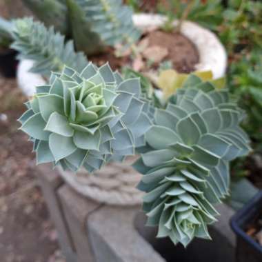 Euphorbia myrsinites