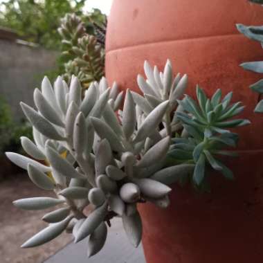 Senecio Haworthii