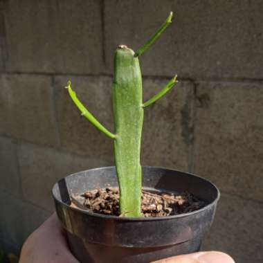 Euphorbia xylophylloides syn. Euphorbia enterophora