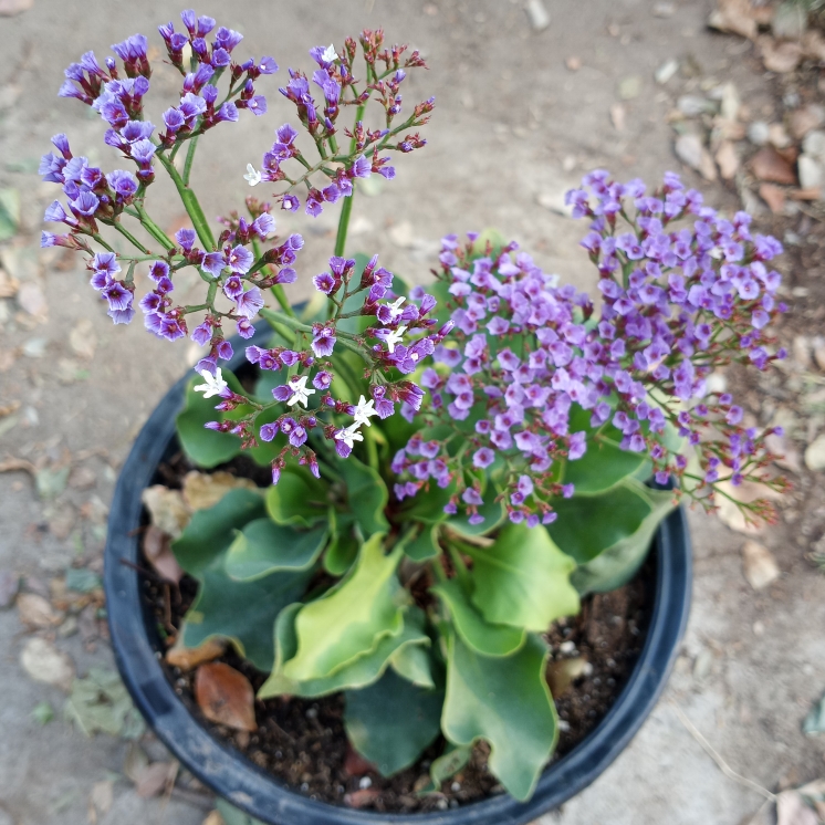 Plant image Limonium perezii