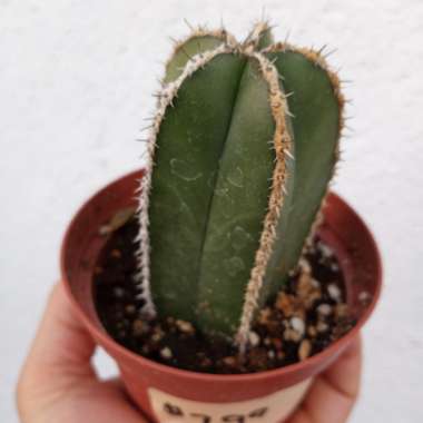 Pachycereus marginatus