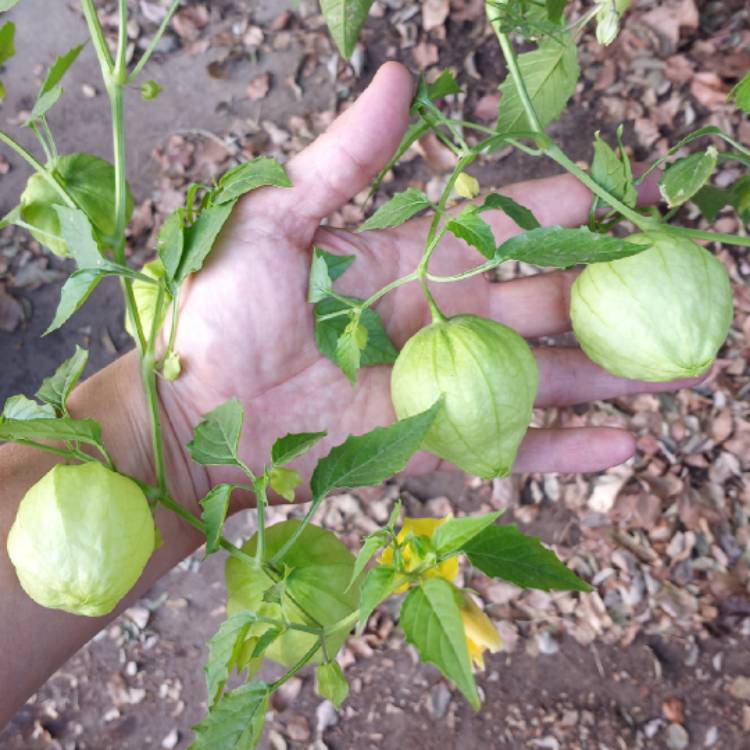 Plant image Physalis philadelphica 'Verde'