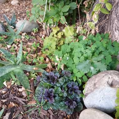 Ajuga reptans 'Binblasca' syn. Ajuga reptans 'Black Scallop'