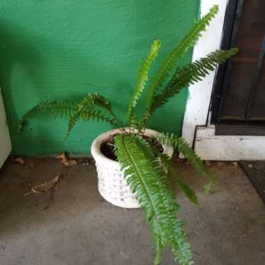 Polystichum Munitum