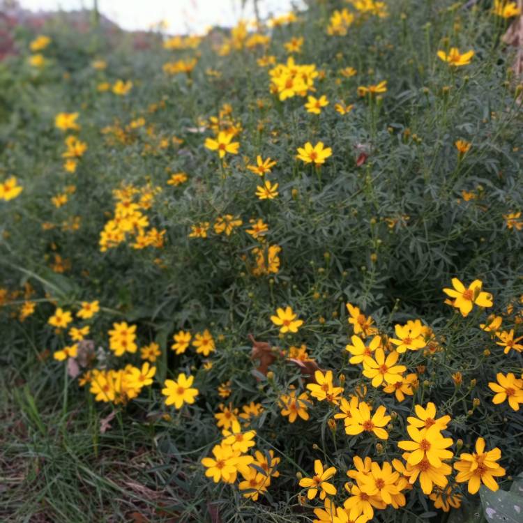 Plant image Tagetes lemmonii