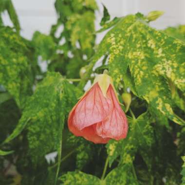 Abutilon pictum 'Thompsonii'