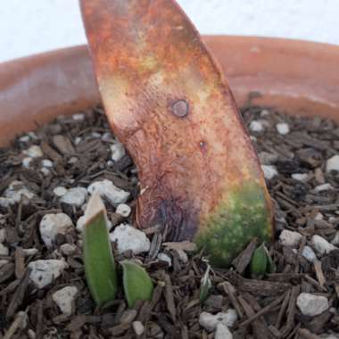 Gasteria acinacifolia