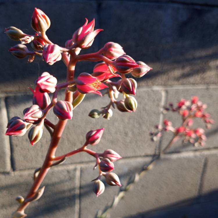 Plant image Echeveria Silver Queen