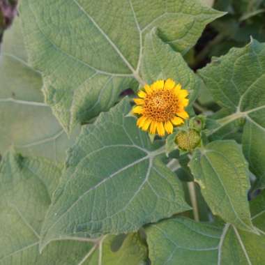 Smallanthus sonchifolius