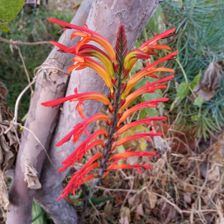 Plant image Chasmanthe Floribunda