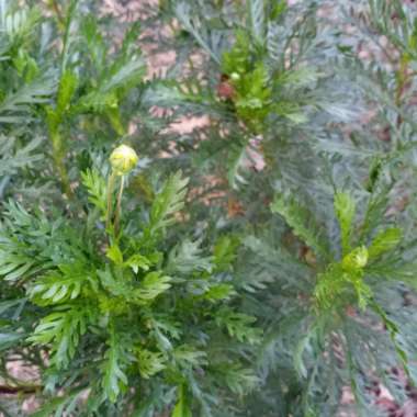 Euryops chrysanthemoides