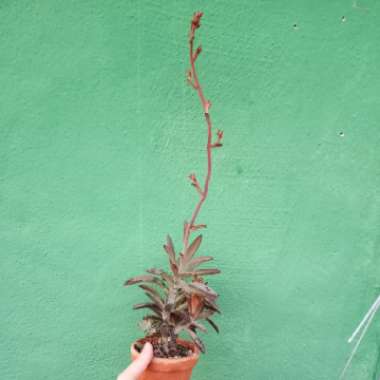 Kalanchoe Tomentosa 'Chocolate Soldier'