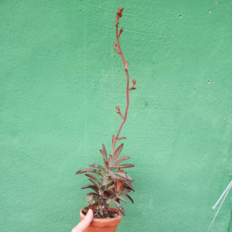 Plant image Kalanchoe Tomentosa 'Chocolate Soldier'