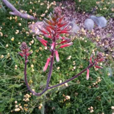 Aloe Maculata