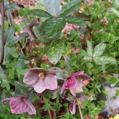 Helleborus x ballardiae 'Coseh 810' (HGC Series) syn. Helleborus x ballardiae 'HGC Merlin'