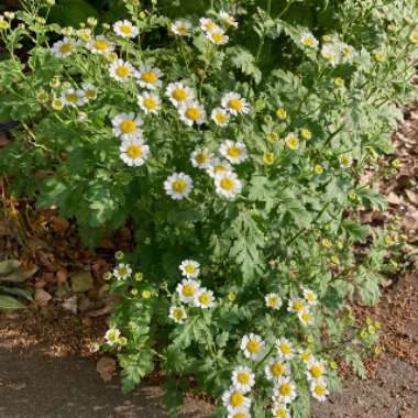 Tanacetum parthenium