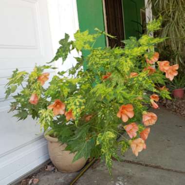 Abutilon pictum 'Thompsonii'