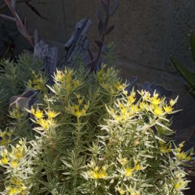 Sedum Lineare 'Variegatum'